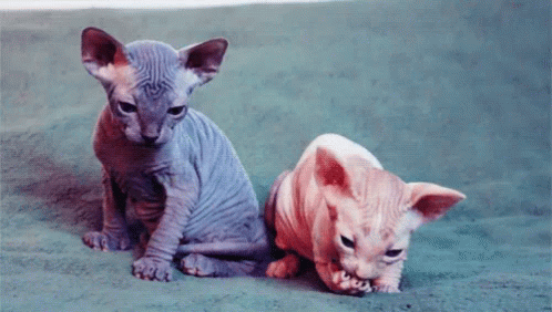 Hairless Cat With Chain Bongus Drip