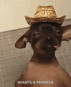 Hairless Cat With Cowboy Hat and Tongue Out