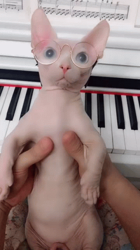 Hairless Cat with Glasses at Piano Keyboard