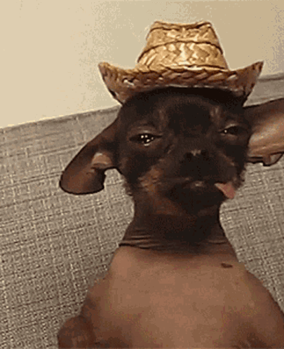 Hairless Chihuahua in Cowboy Hat Sticking Tongue Out