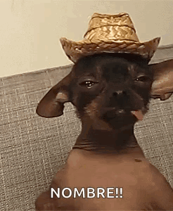 Hairless Dog Wearing Cowboy Hat