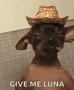 Hairless Dog Wearing Cowboy Hat Tongue Out