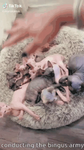 Hairless Kittens Laying on Bed