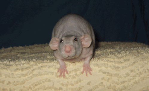 Hairless Rat Sitting on Blanket
