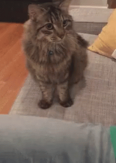 Hairy Precious Cat Making Biscuits GIF