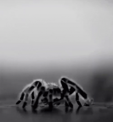Hairy Scary Spider Crawling GIF | GIFDB.com