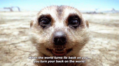 Hakuna Matata Timon Close Up GIF