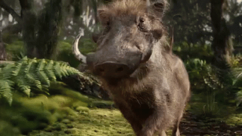 Hakuna Matata Wild Boar Pumbaa Strolling GIF