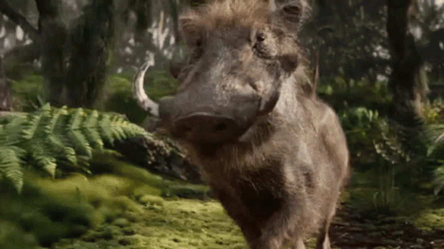 Hakuna Matata Wild Boar Pumbaa Strolling GIF