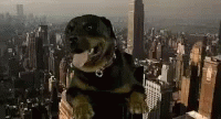 Half Baked Dog In The City GIF