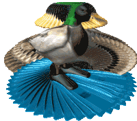 Hall Of Mirrors Duck Spin Sticker GIF
