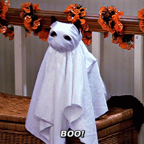 Halloween Cat Boo GIF