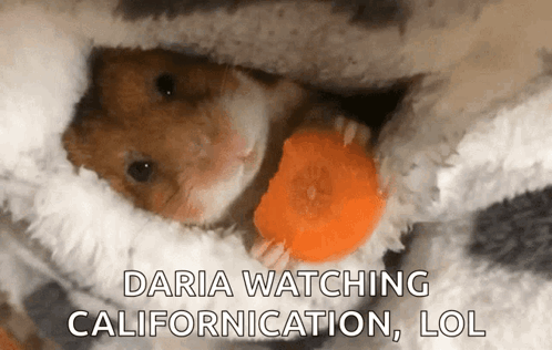 Hampter Eating Carrot And Watching Movie GIF