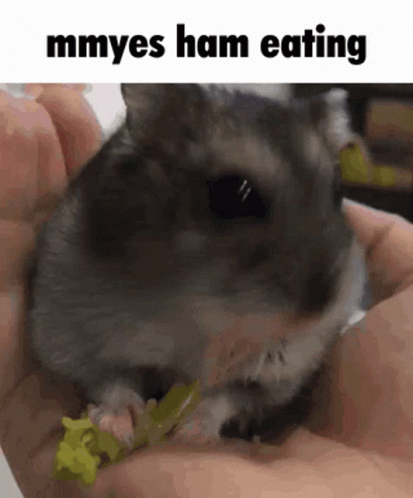 Hampter Eating Delicious Ham GIF