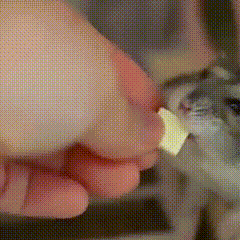 Hampter Falling Off The Stairs GIF