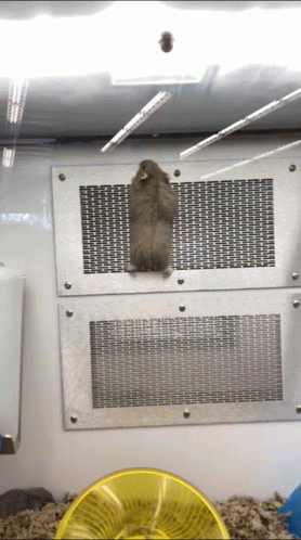 Hampter Falling Off The Vent GIF