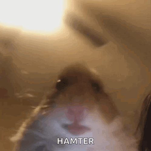 Hampter Looking Into The Camera GIF
