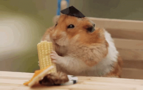 Hampter Meme Eating Corn GIF