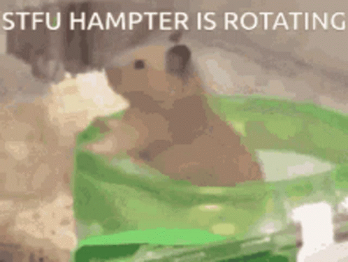 Hampter Meme Rotating GIF