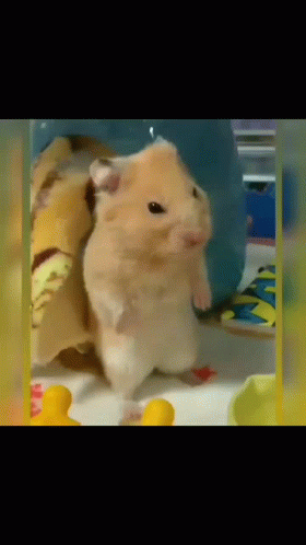 Hampter Meme Standing GIF