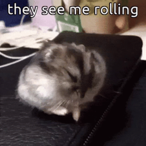 Hampter Meme They See Me Rolling GIF