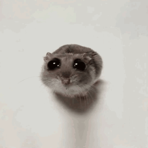 Hampter Meme Yapping GIF