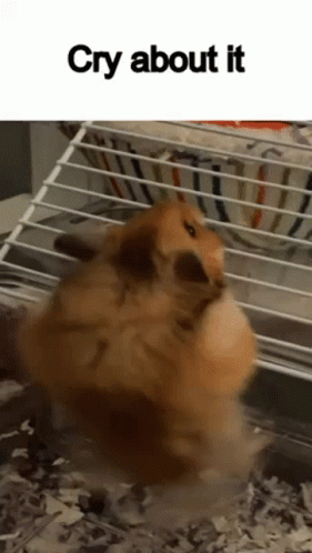 Hampter Struggling To Climb Cage GIF
