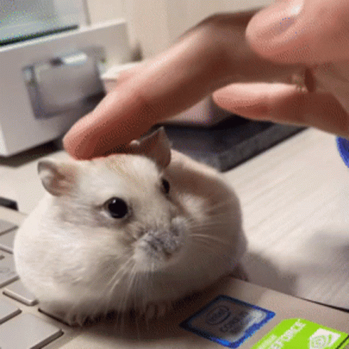 Hampter Used As Laptop Mouse GIF