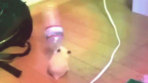 Hampter Waving The Plastic Bottle GIF