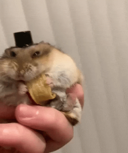 Hampter Wearing Hat Nibbling On Food GIF