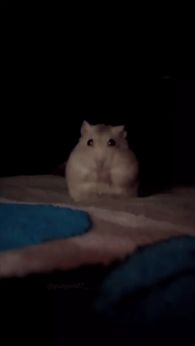 Hamster Being Held