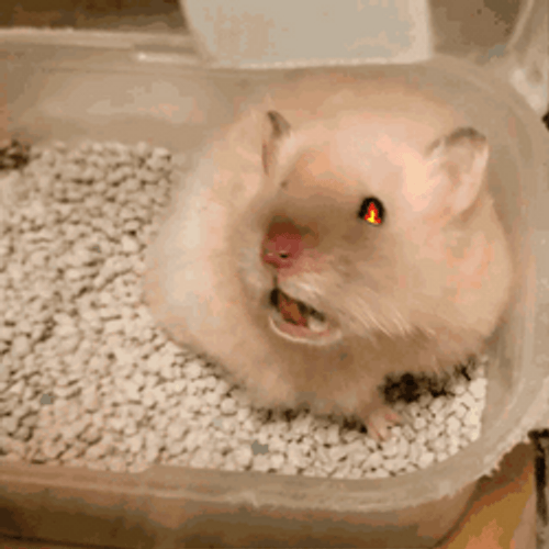 Hamster Breathing Fire Visual Effect Meme GIF