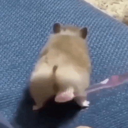 Hamster Brushing His Behind Meme GIF