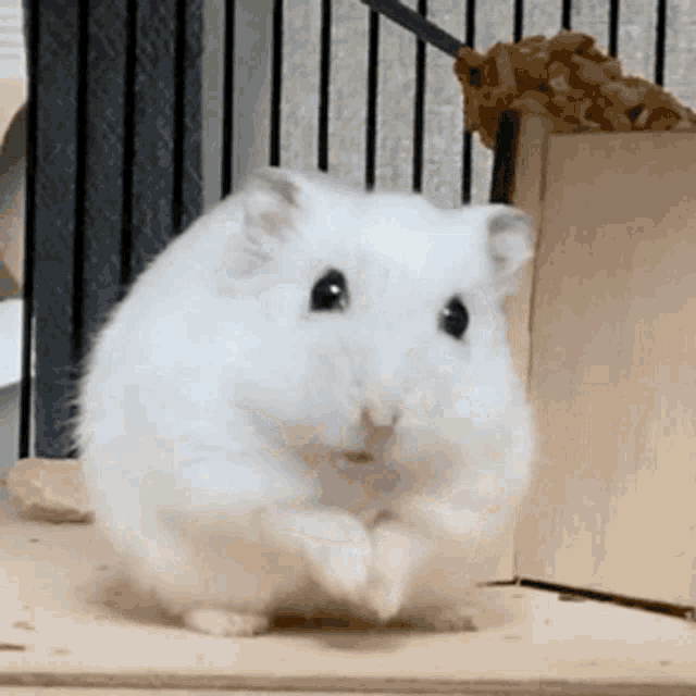 Hamster Cleaning Self GIF