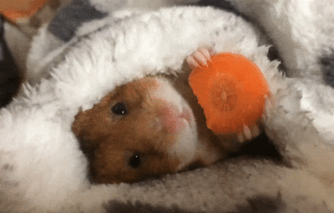Hamster Dance Laying Down Eat Carrot GIF