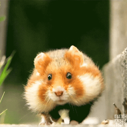 Hamster Dance Running Forward GIF