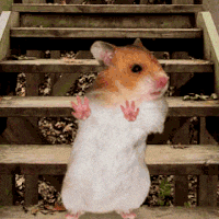 Hamster Dance Stair Arms Forward Body Sway GIF