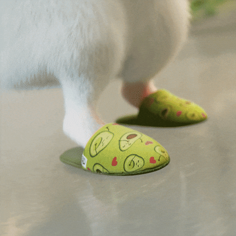 Hamster Dance Wearing Slipper Foot Steps GIF