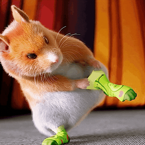 Hamster Dance Wearing Socks GIF