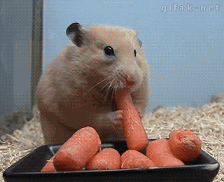 Hamster Dance While Eating Carrot GIF