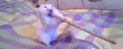 Hamster Eat Long Pretzels GIF
