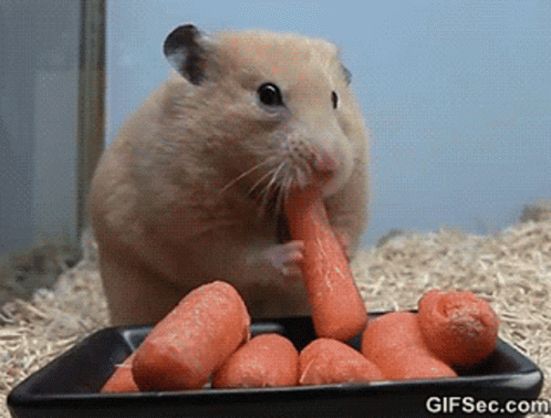 Hamster Eating Carrot From Black Tray With Gifsec.com GIF