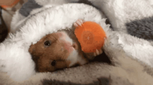 Hamster Eating Carrots GIF