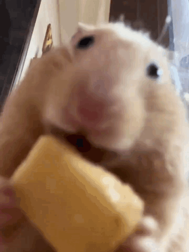 Hamster Eating Cheese From Hand GIF