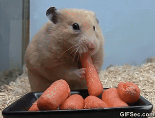 Hamster Eating Food GIF