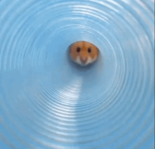 Hamster Face Looking Out of Blue Circle