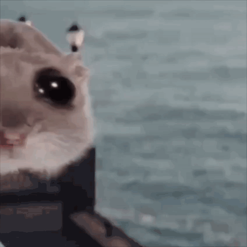 Hamster Face Saying Hammy Community GIF
