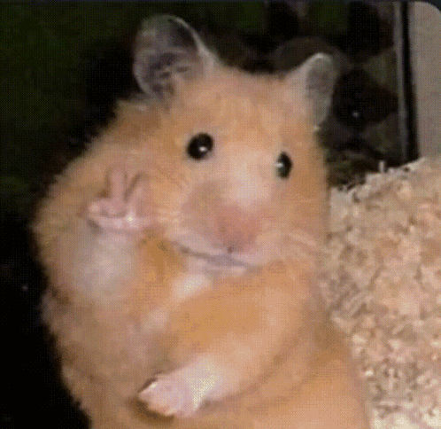 Hamster Giving Peace Sign GIF