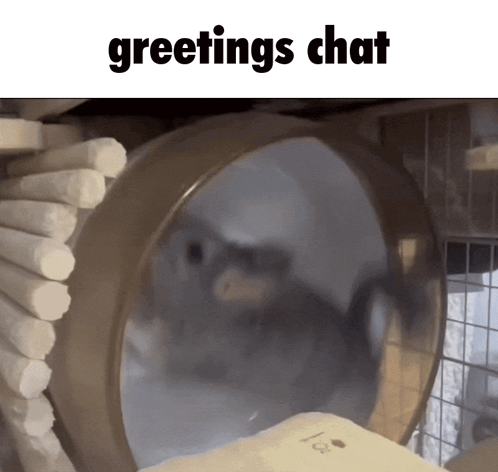 Hamster In Cage Greetings Chat GIF