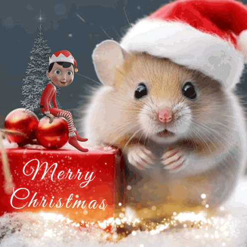 Hamster in Santa Hat Next to Box Saying Merry Christmas